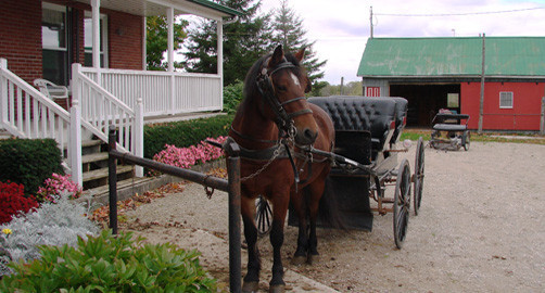 A Mennonite Buggy waiting to take guests on a ride.