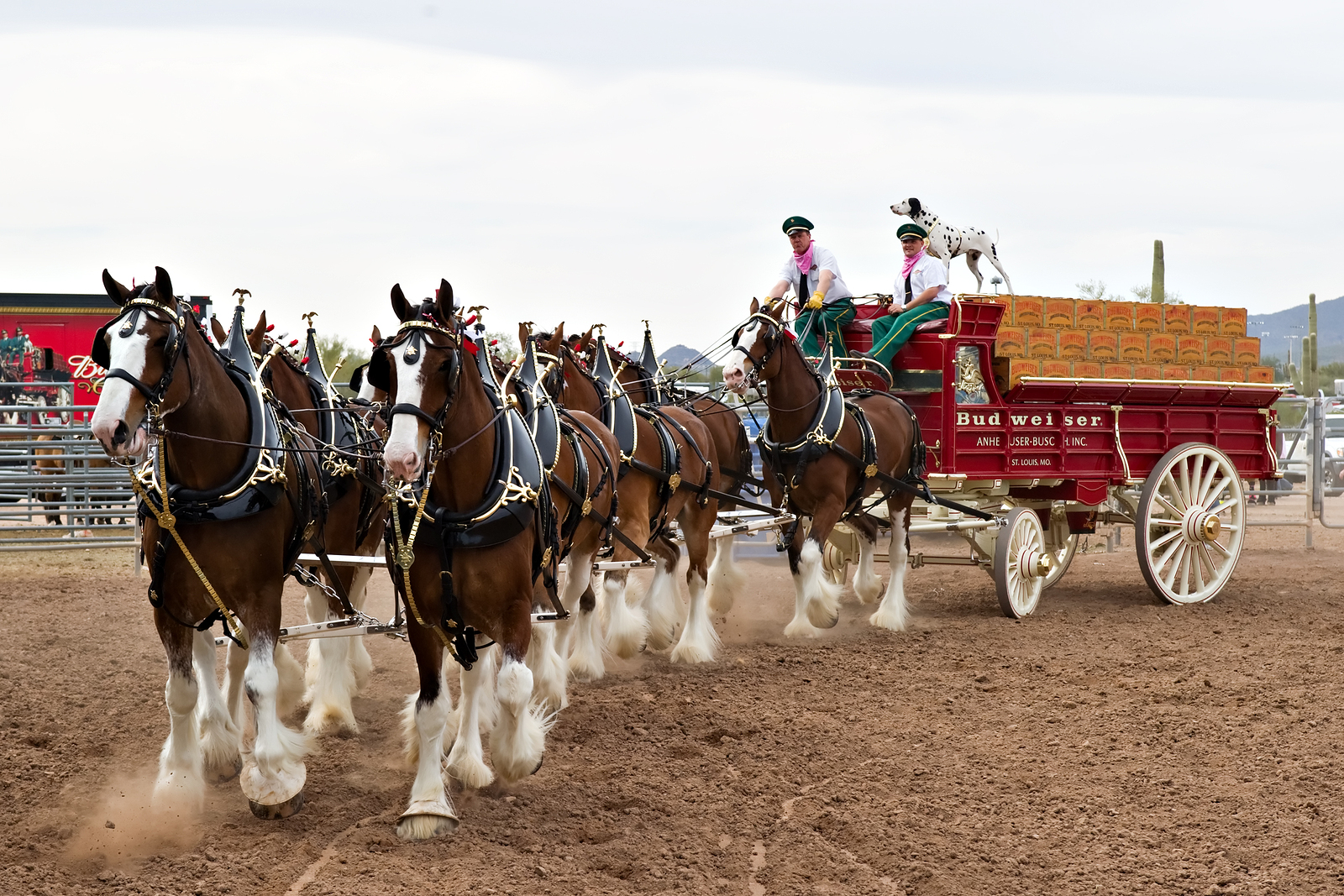 Budweiser Clydesdales performing.